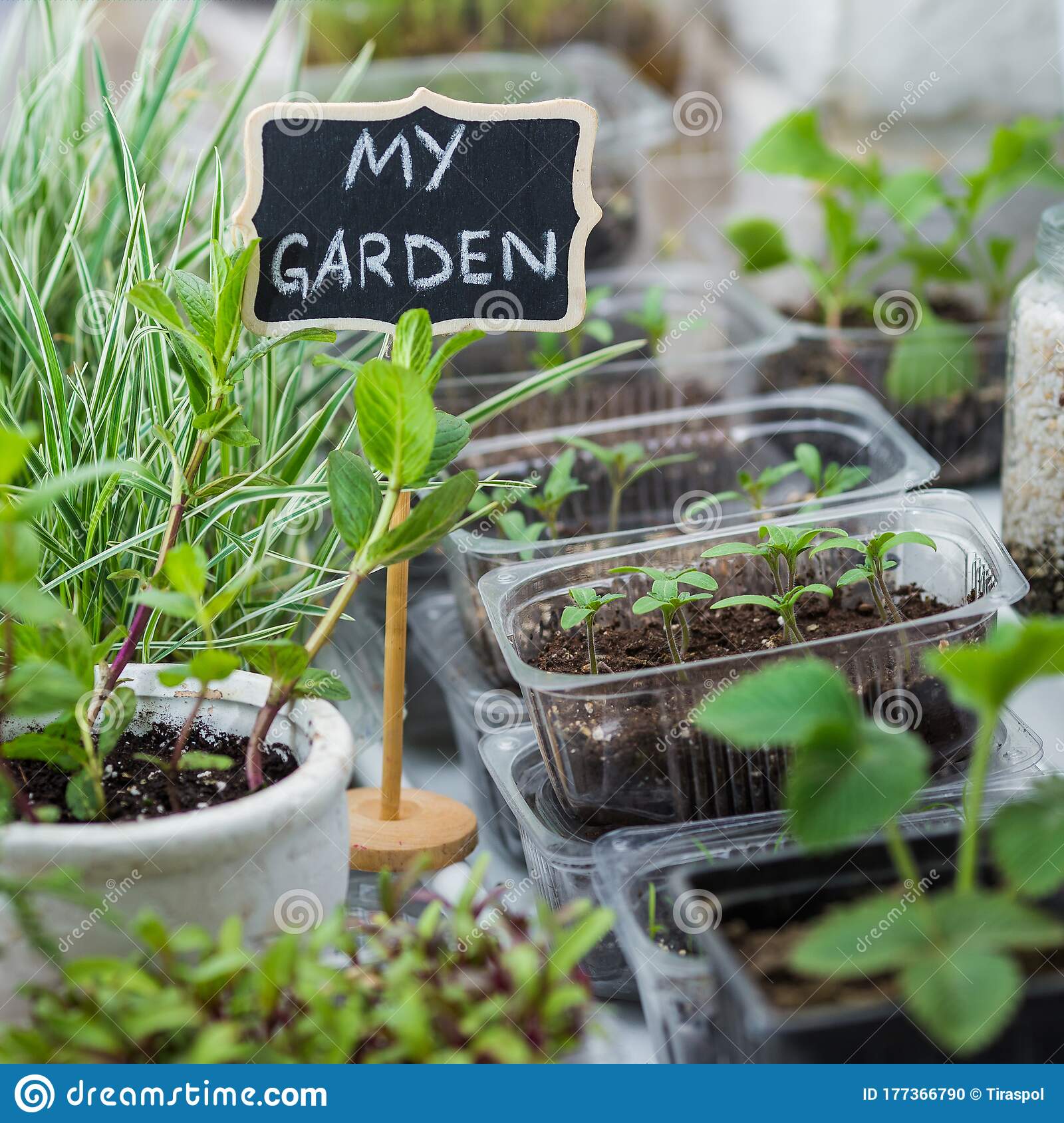 What Should I Name My Garden? Green Lawn Cares