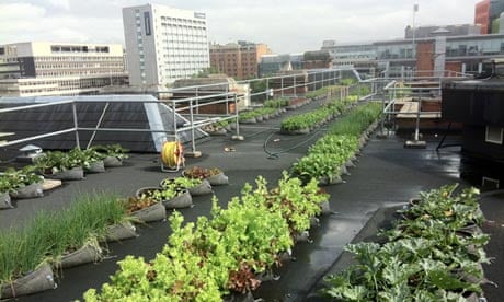How Do Rooftop Gardens Promote Sustainability