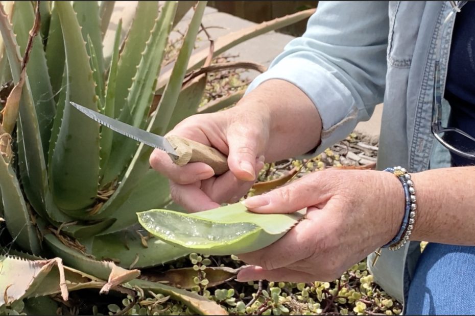 How to Grow Aloe Vera