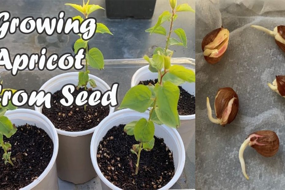 How to Grow Apricots