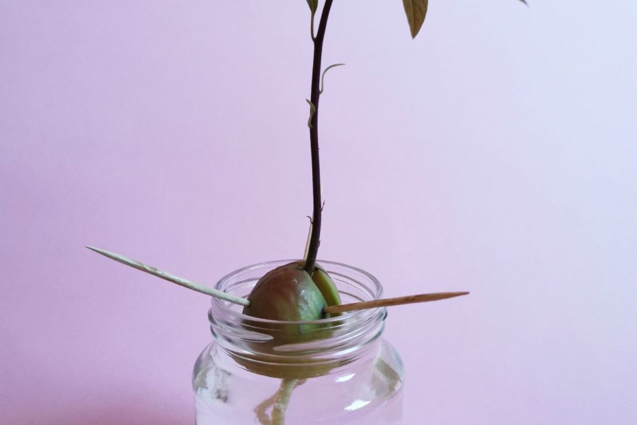 How to Grow Avocado