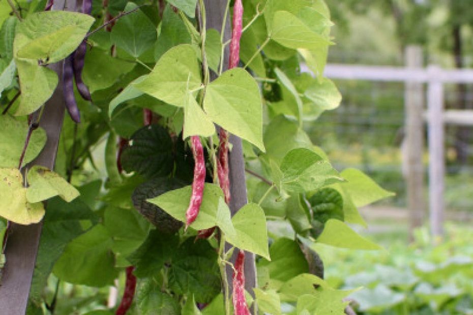 How to Grow Beans (Pole)