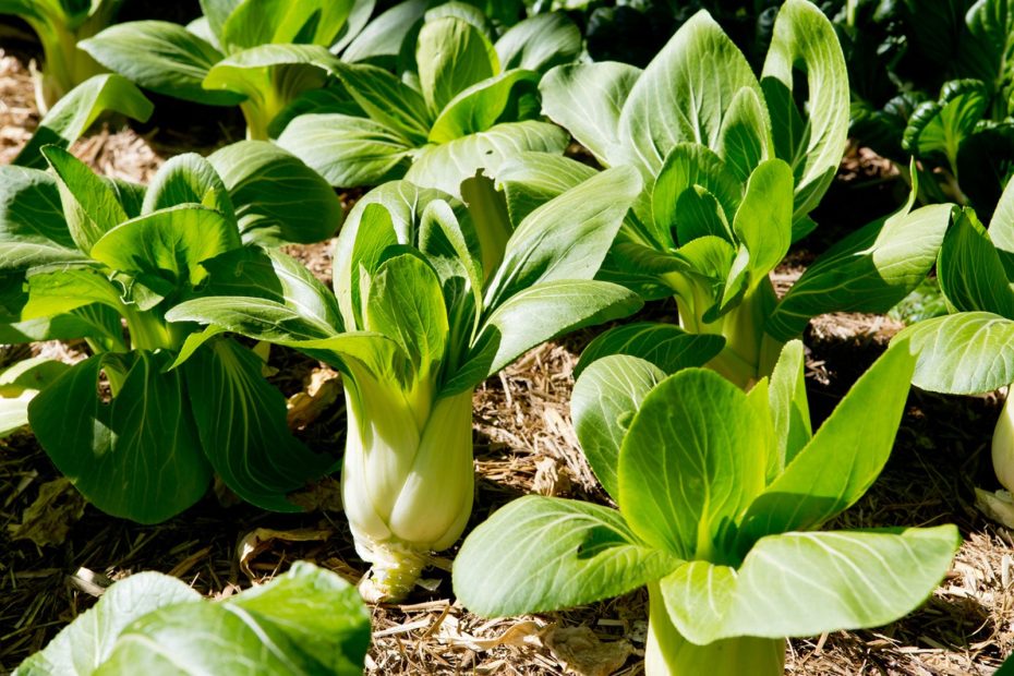 How to Grow Bok Choy