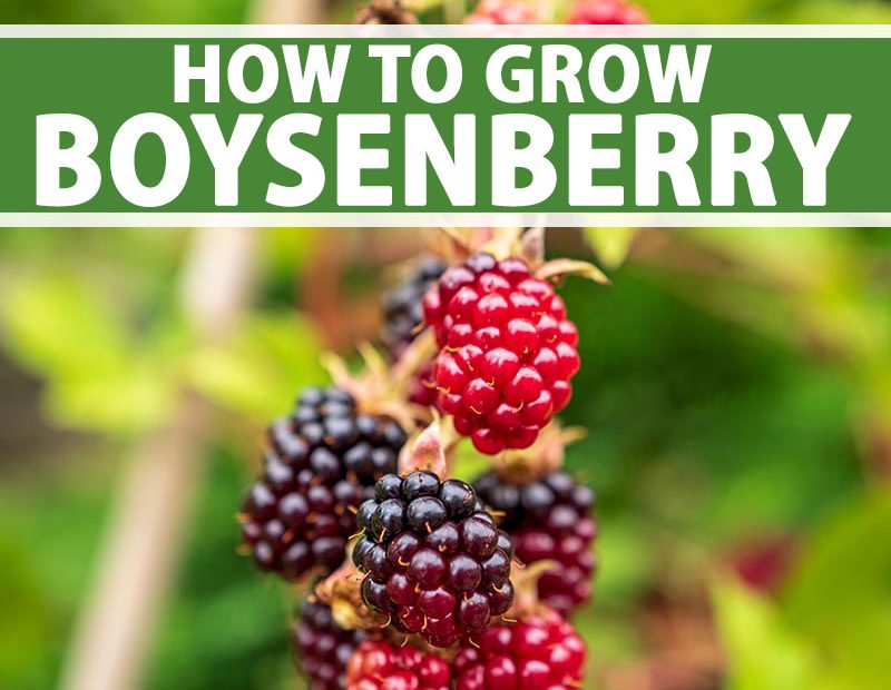 How to Grow Boysenberries