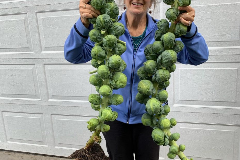 How to Grow Brussel Sprouts