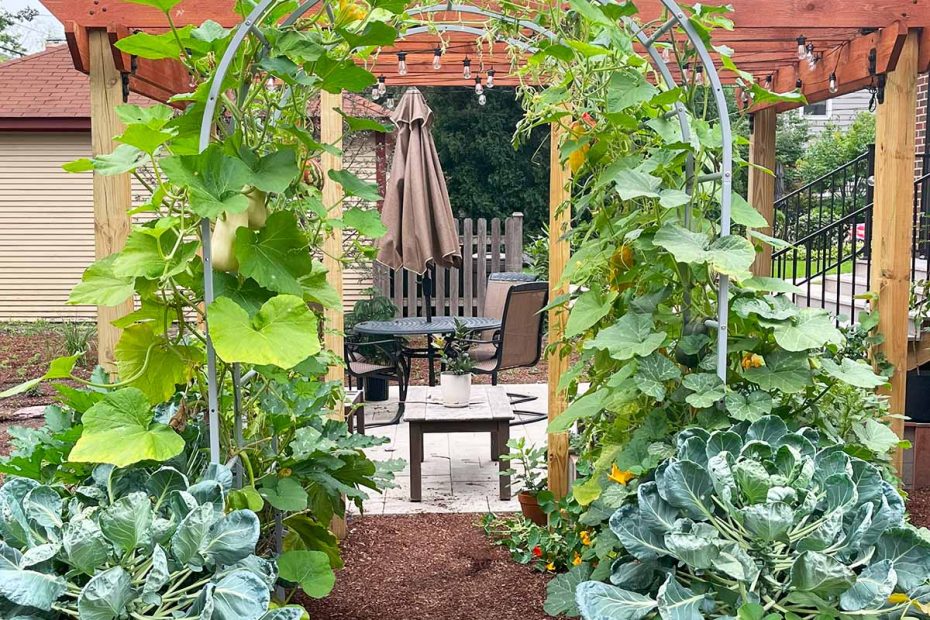 How to Grow Butternut Squash