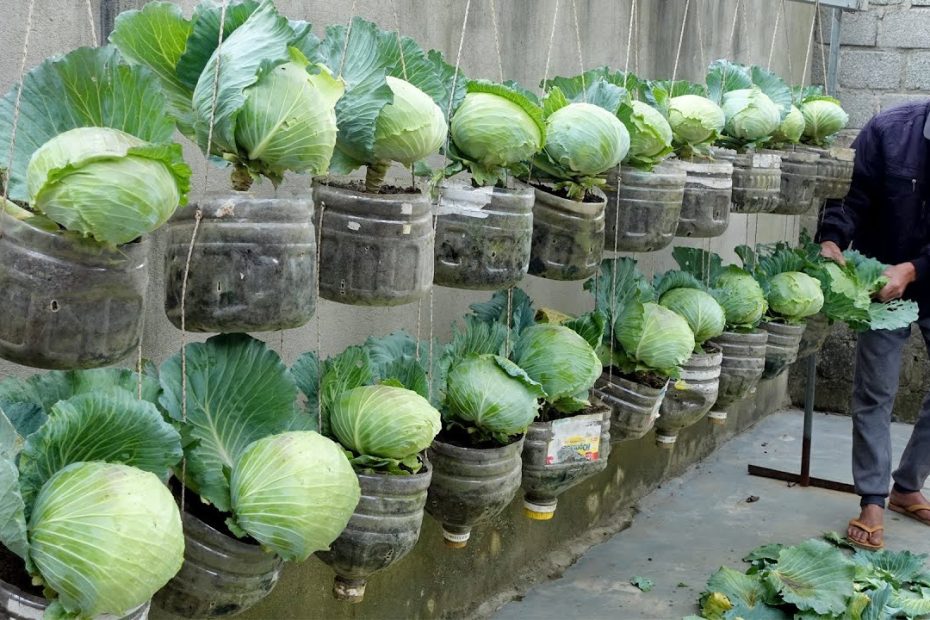 How to Grow Cabbage
