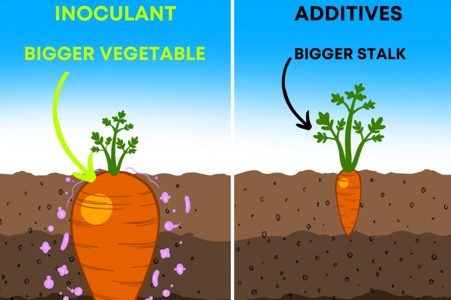 How to Grow Carrots