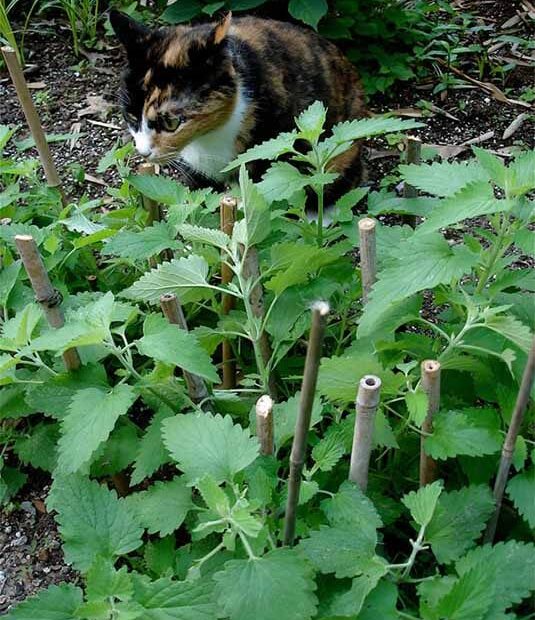 How to Grow Catnip