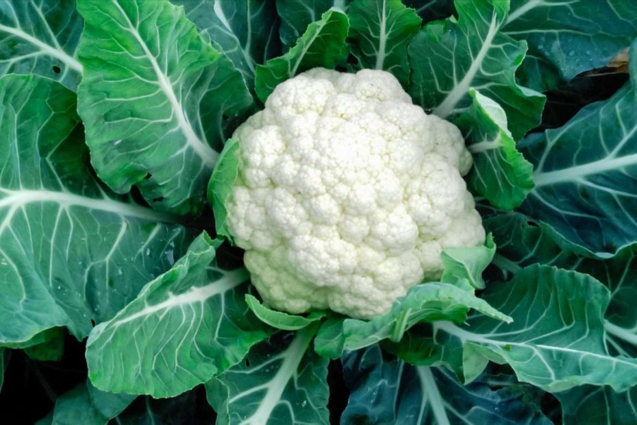 How to Grow Cauliflower