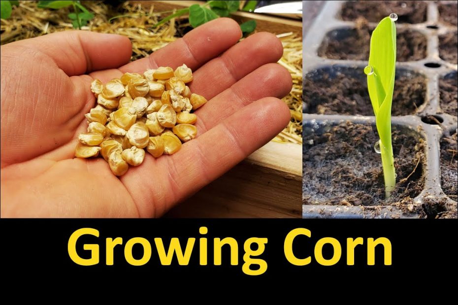 How to Grow Corn