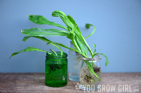 How to Grow Culantro
