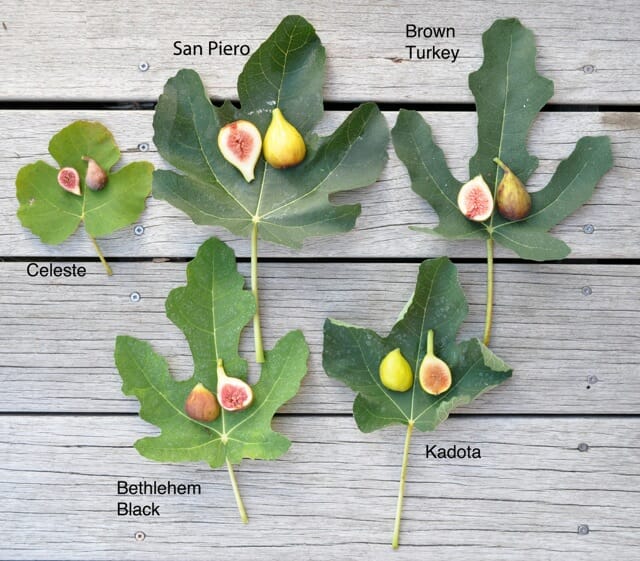How to Grow Fig