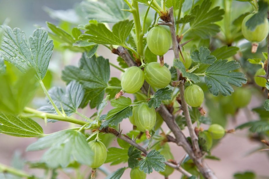 How to Grow Gooseberries