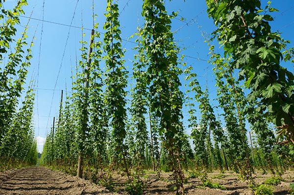 How to Grow Hops