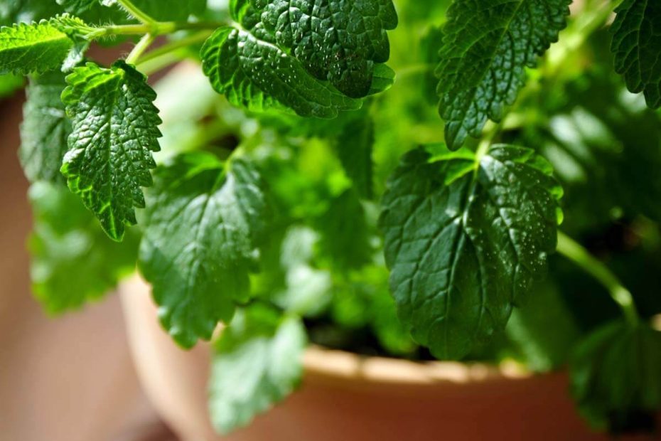 How to Grow Lemon Balm