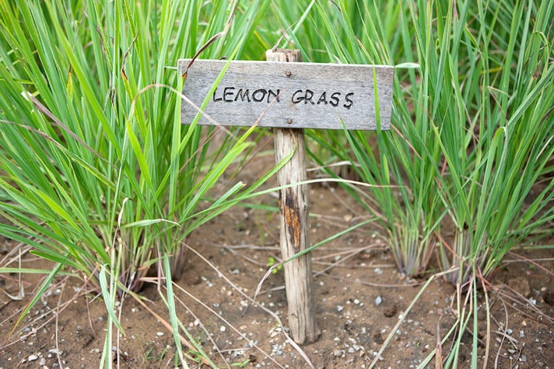 How to Grow Lemongrass