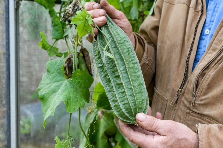How to Grow Luffa(Loofah)