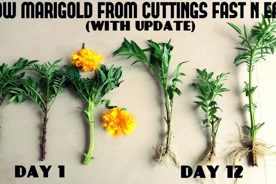 How to Grow Marigolds