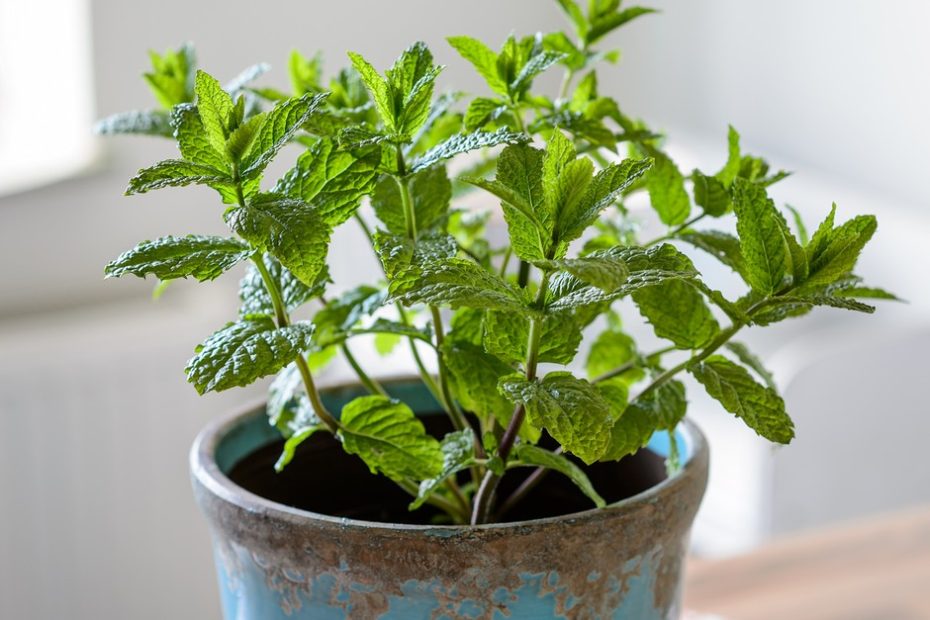 How to Grow Mint