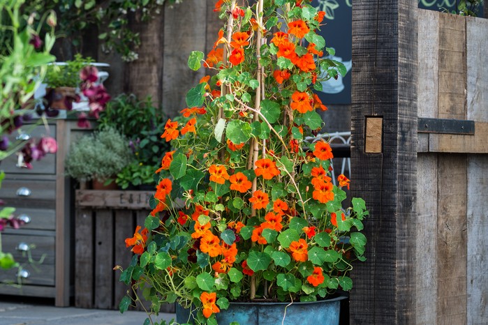 How to Grow Nasturtiums