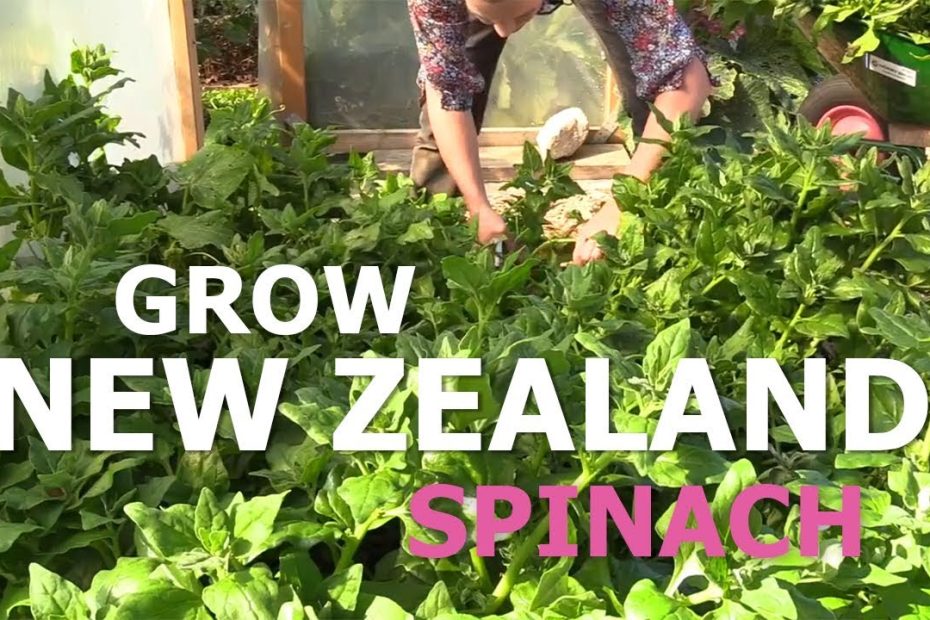 How to Grow New Zealand Spinach