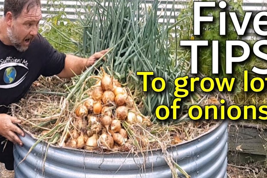 How to Grow Onions
