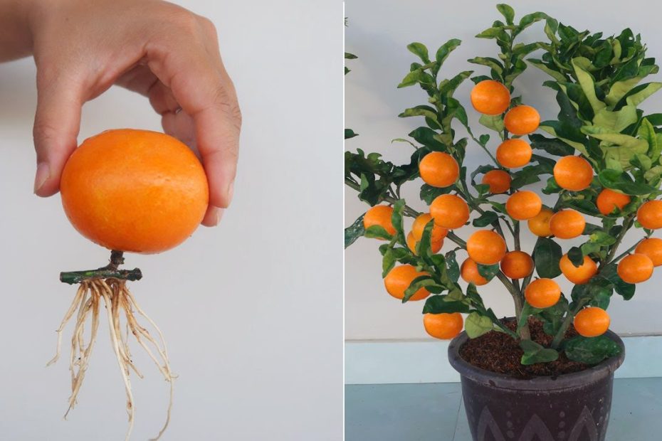 How to Grow Oranges