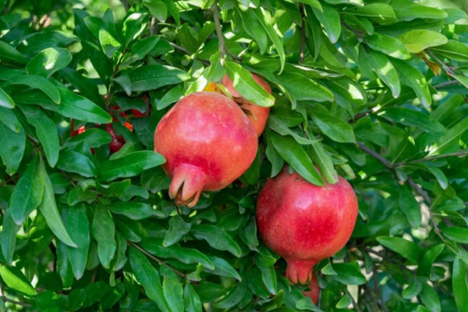 How to Grow Pomegranate