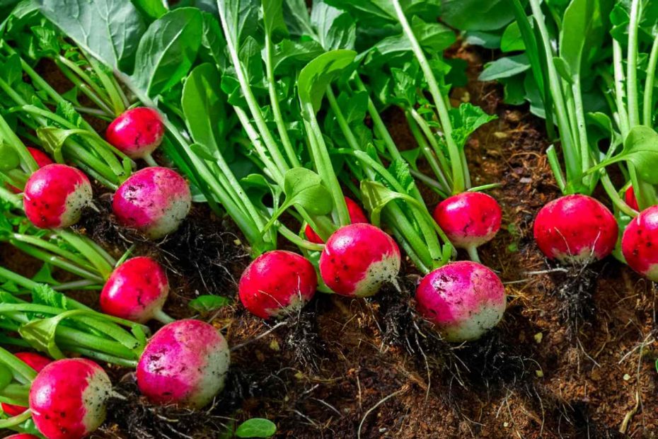 How to Grow Radish