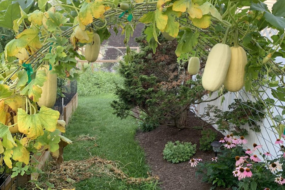 How to Grow Spaghetti Squash