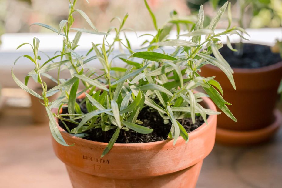 How to Grow Tarragon