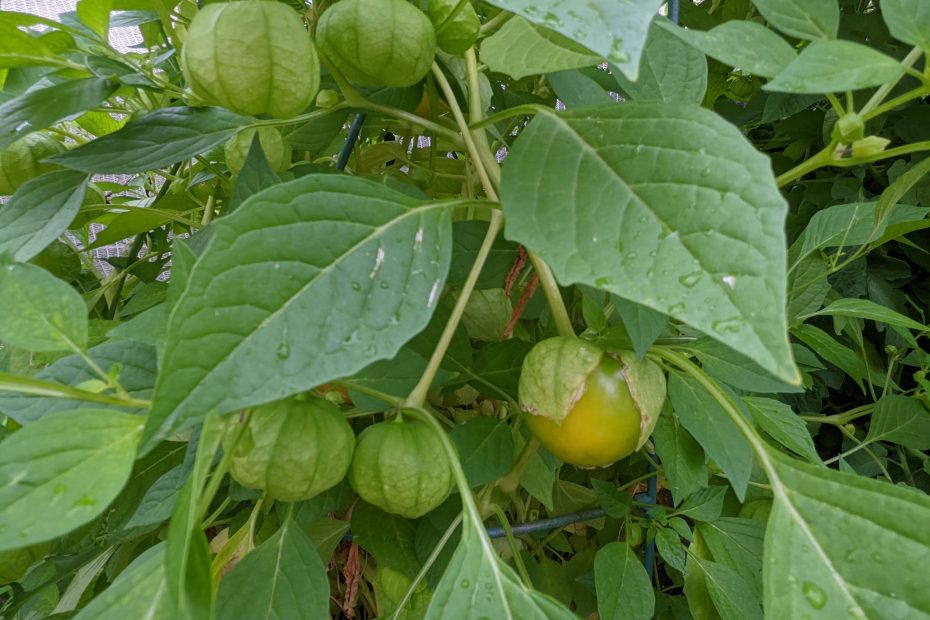 How to Grow Tomatillos
