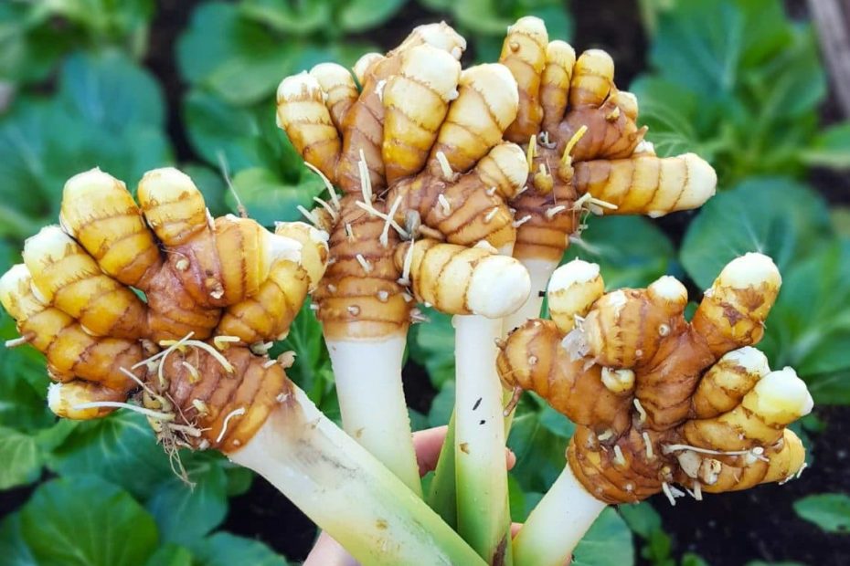 How to Grow Turmeric